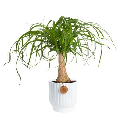 Costa Farms Indoor Ponytail Palm House Plant in 5-inch Décor Pot