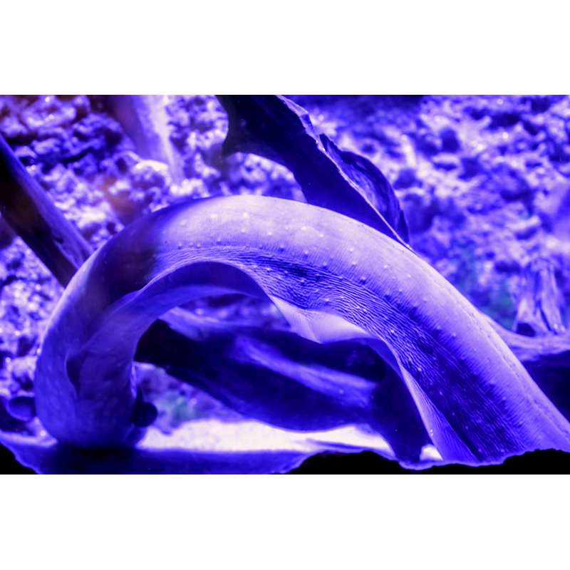 Electric Eel by MagicColors - Wrapped Canvas Print, 30cm H x 46cm W