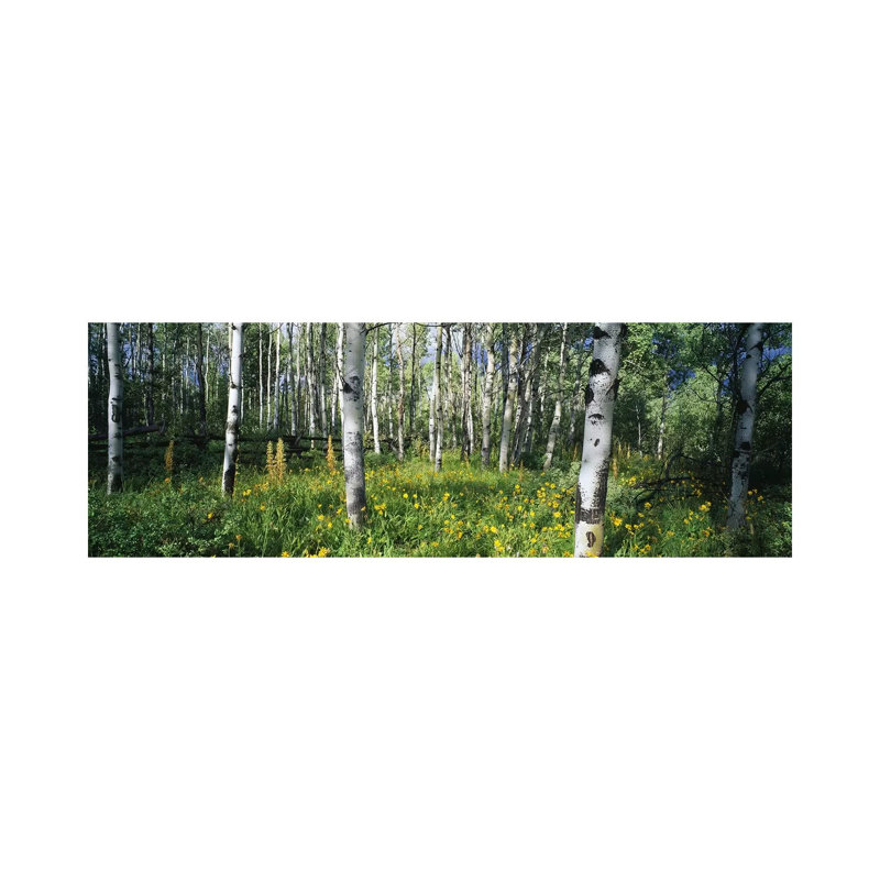 Field Of Rocky Mountain Aspens - Wrapped Canvas Panoramic Print, 30.48 cm H x 91.44 cm W x 1.91 cm D