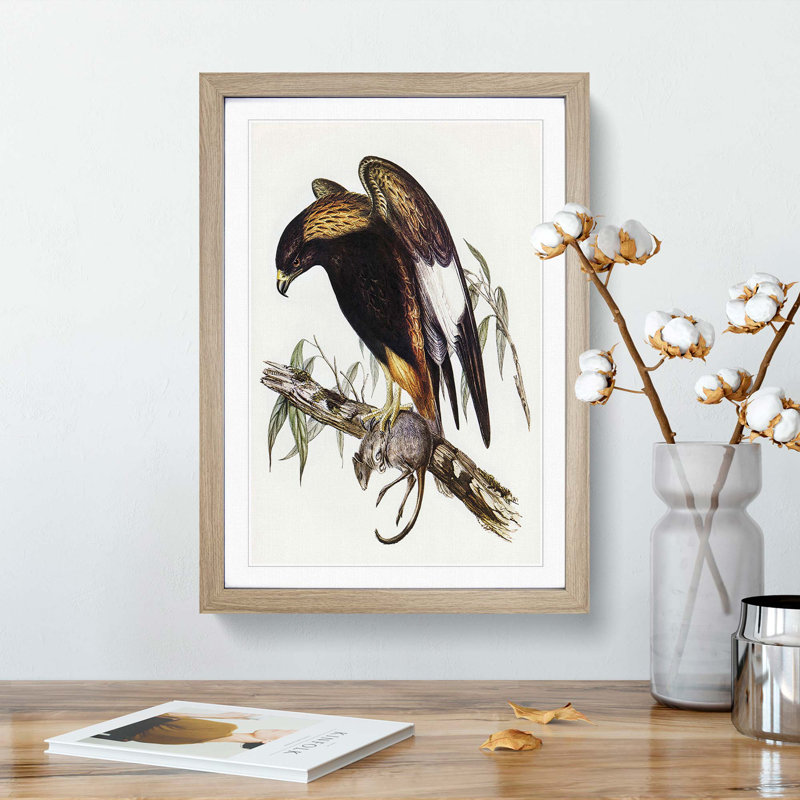 Black-Breasted Buzzard by Elizabeth Gould - Picture Frame Art Print, Oak Framed, 48cm H x 36cm W x 2cm D