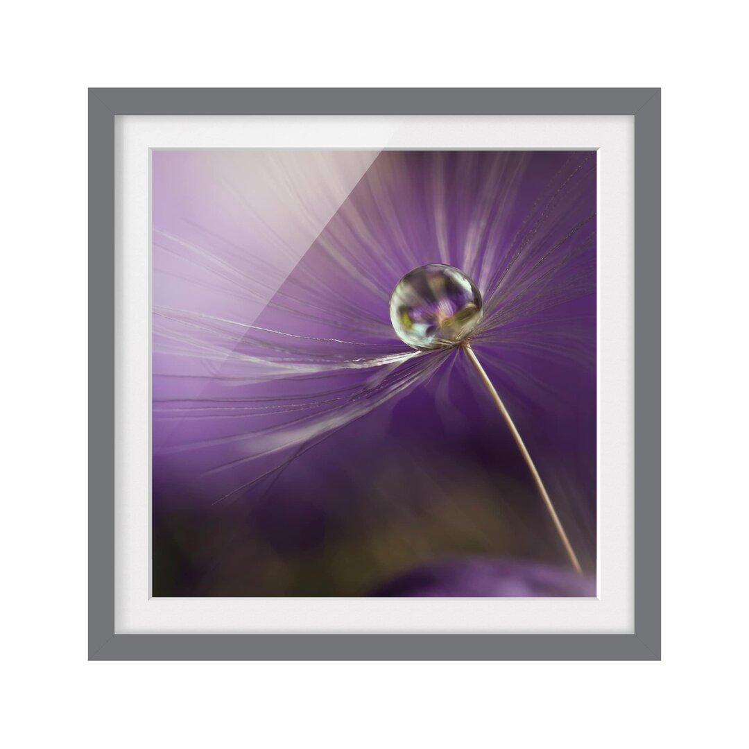 Gerahmtes Poster Purple Dandelion