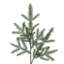 Balsam Fir Branch, 35 in