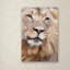 Ann "Lion", reproduction de photo sur toile tendue-24191628