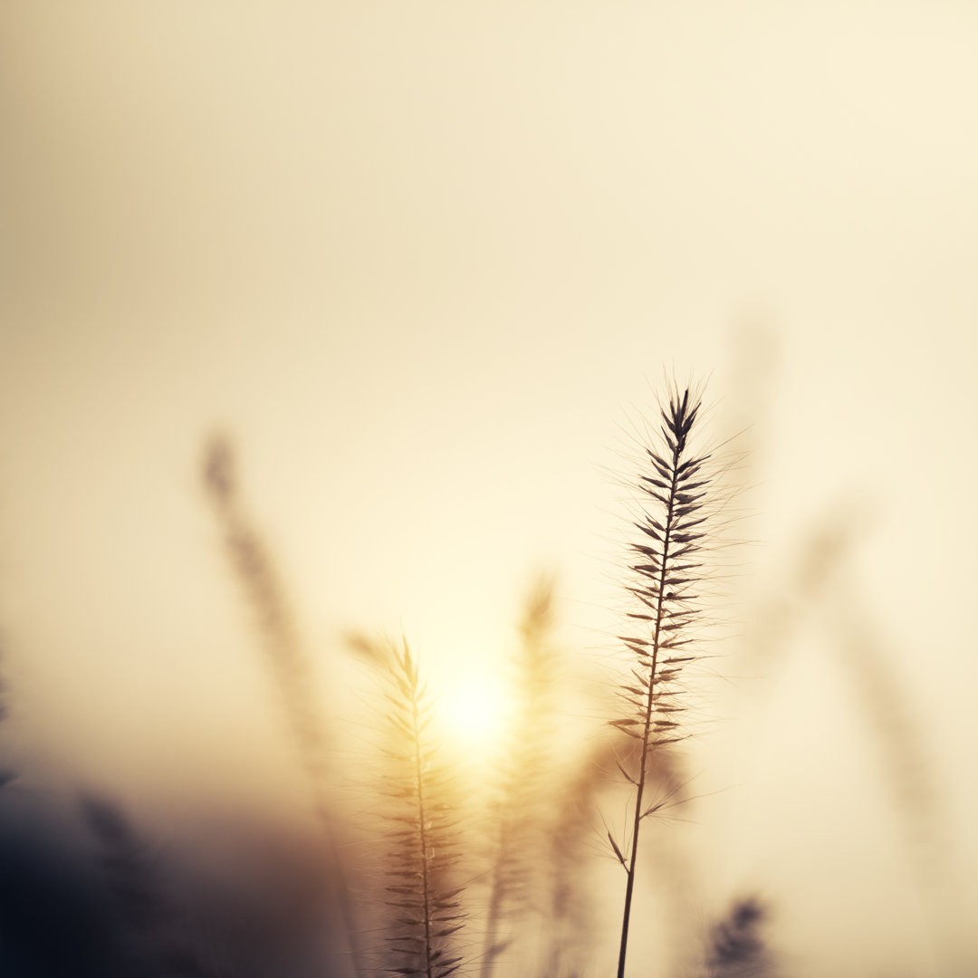 Sonnenuntergang im Herbst von Borchee - Leinwandbild