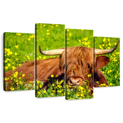 Vache Highland Brampt