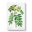Sorb Apple Tree by Pierre-Joseph Redoute - Wrapped Canvas Painting-55318962