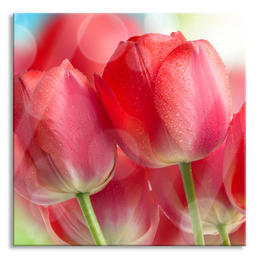 Glasbild Rote Tulpen