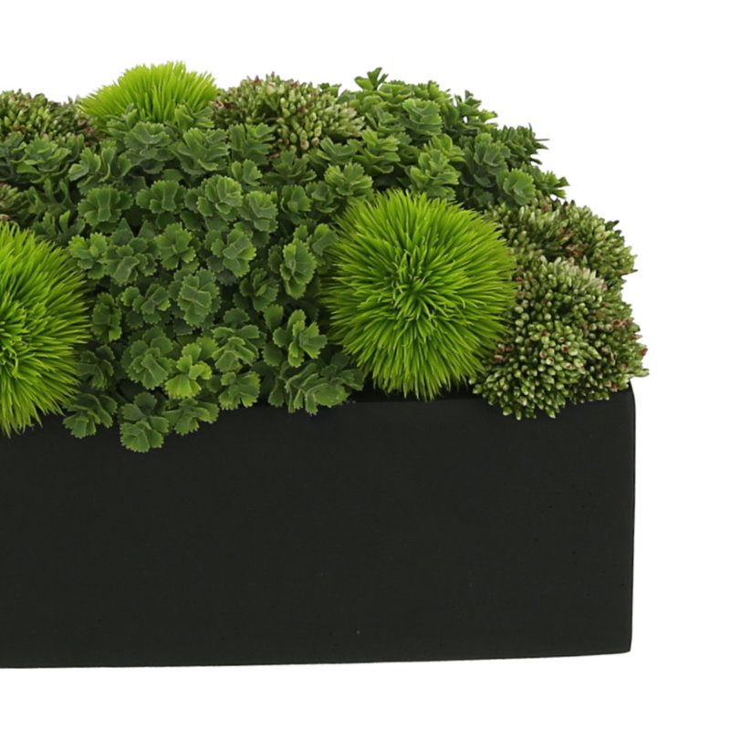 Rizal 7'' Faux Succulent Plant in Fiberstone Pot, Black