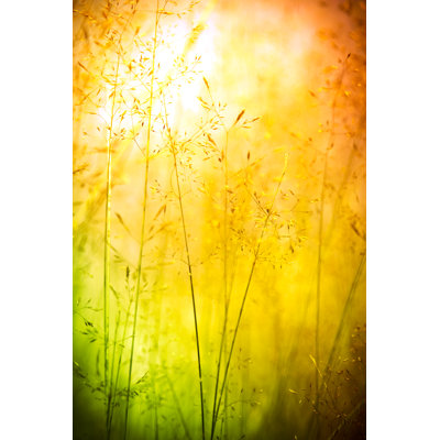 Wildflowers In Meadow by Pawel.gaul - No Frame Art Prints on Canvas