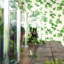 Hedera Wallpaper