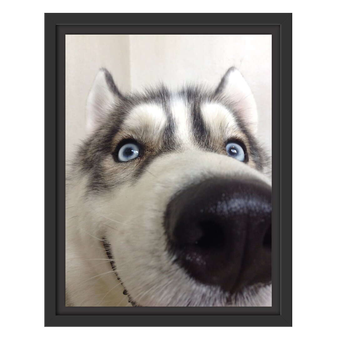 Gerahmtes Wandbild Glücklicher Husky