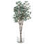 Jet d'eucalyptus