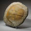 Genuine Trilobite (Ptychopariida) Fossil On Matrix (13.4 Lbs)
