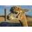 " Alpaca Portrait VI " by Tyler Stockton-943290070