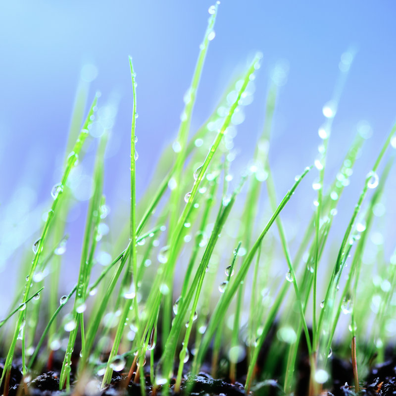 Green Grass Background by Alubalish - Wrapped Canvas Print, 76cm H x 76cm W