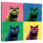Brampt British Shorthair Pop-109205380