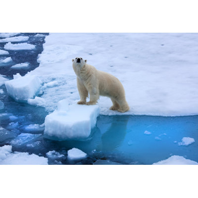 Polar Bear Standing on Ice by Seppfriedhuber