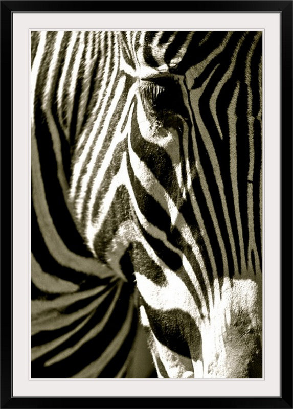 «Zebra Head», imprimé Courtney Lawhorn, Cadre noir, H 32 po x l 24 po x P 1 po