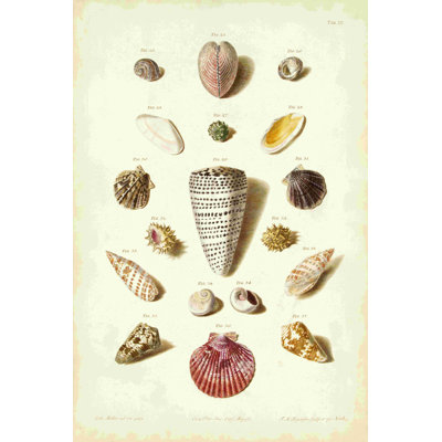 Mller Shells  Tab. III