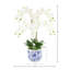 Phalaenopsis Floral Arrangement