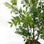 Eucalyptus Arrangement in Pot