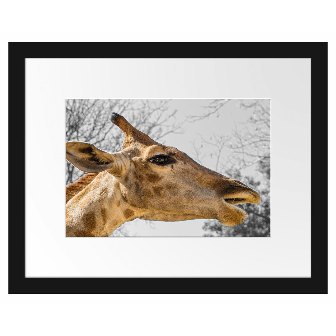 Gerahmtes Poster Anmutige Giraffe isst