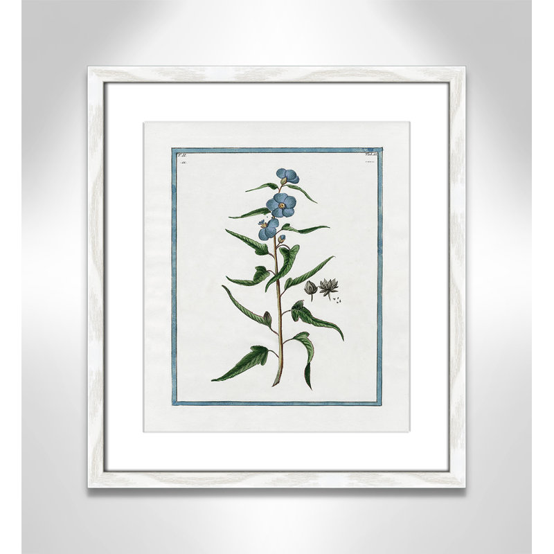 Colombe Shabby Elegance Botanical I - Art encadré avec fond perdu, L 13 po x H 15 po, Cadre blanc