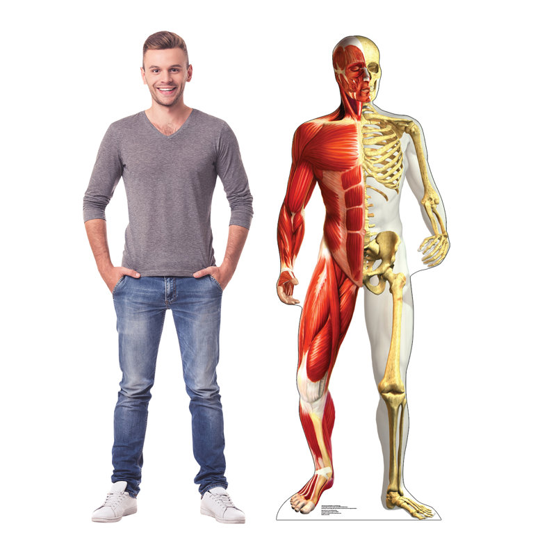 72'' Anatomy Cardboard Standup with Muscle and Skeleton