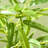 70.75'' Faux Bamboo Tree in Cement Pot