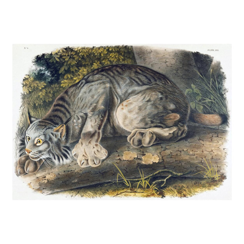 Canada Lynx par John James Audubon - estampe numérique, H 16 po x l 20 po
