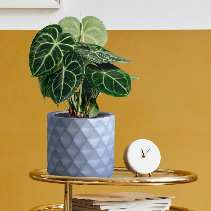 Donahue Diamond Style Grey Cylinder Planter, Round Indoor Plant Pot Also Can Be Used as Hanging Planter