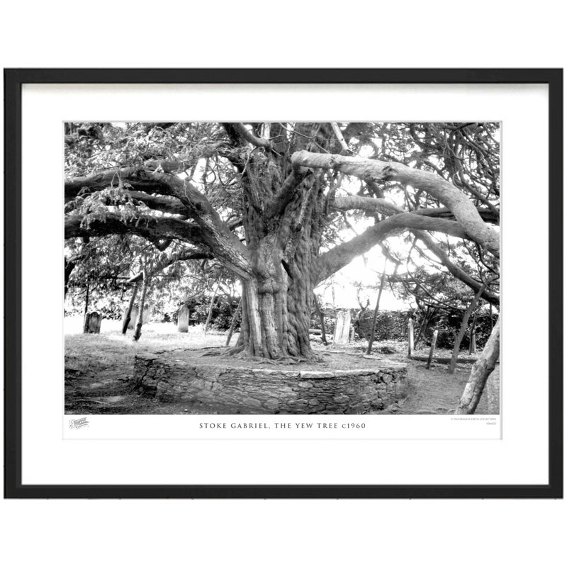 Stoke Gabriel, The Yew Tree C1960 by Francis Frith - Single Picture Frame Print, 45cm H x 60cm W x 2.3cm D