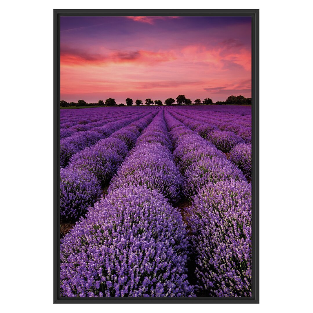 Gerahmtes Wandbild Wunderschöne Lavendel Provence