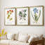 Nature imprimé Botanicals vii - impression sur mesure encadrée de qualité supérieure - 3 pièces-581659074-581659075