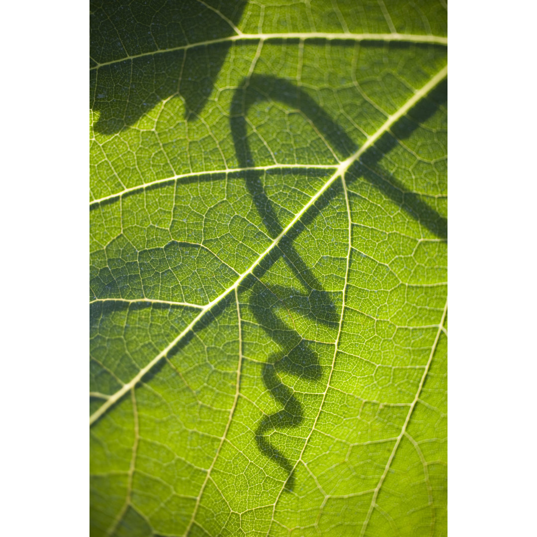 Weinblatt mit Schatten einer Ranke - Kunstdrucke auf Leinwand