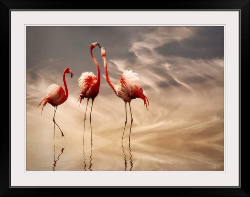 «Straub 'Fighting» par Anna Cseresnjes, impression, H 18 po x l 24 po x P 1,25 po, Toile