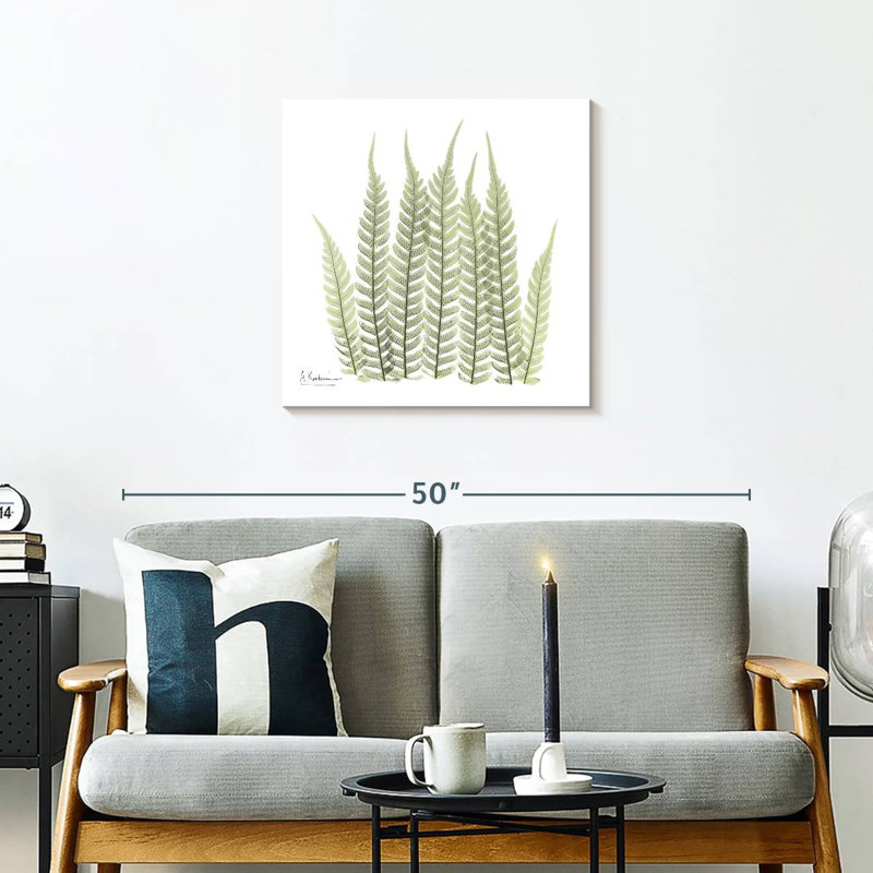 Tree Fern, 24" H x 24" W