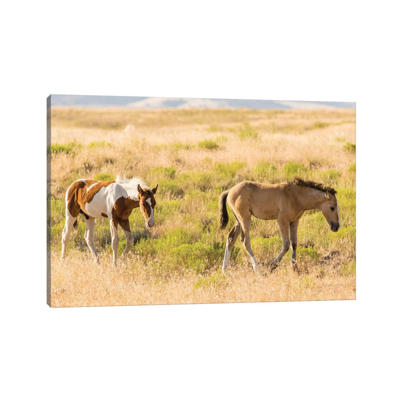 USA, Utah, Tooele County. Wild Horse Foals Walking. by Jaynes Gallery - Wrapped Canvas Print, 20.32cm H x 30.48cm W