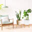 Plant Stand - Set of 4-809270861