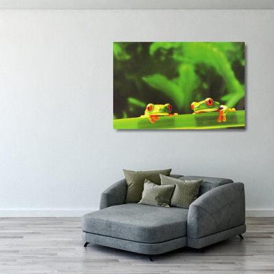 Red Eyed Tree Frogs