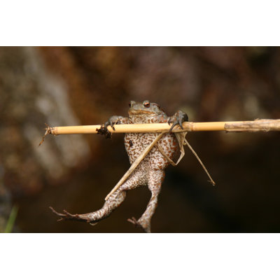 " Frog Hanging " by Emosyne