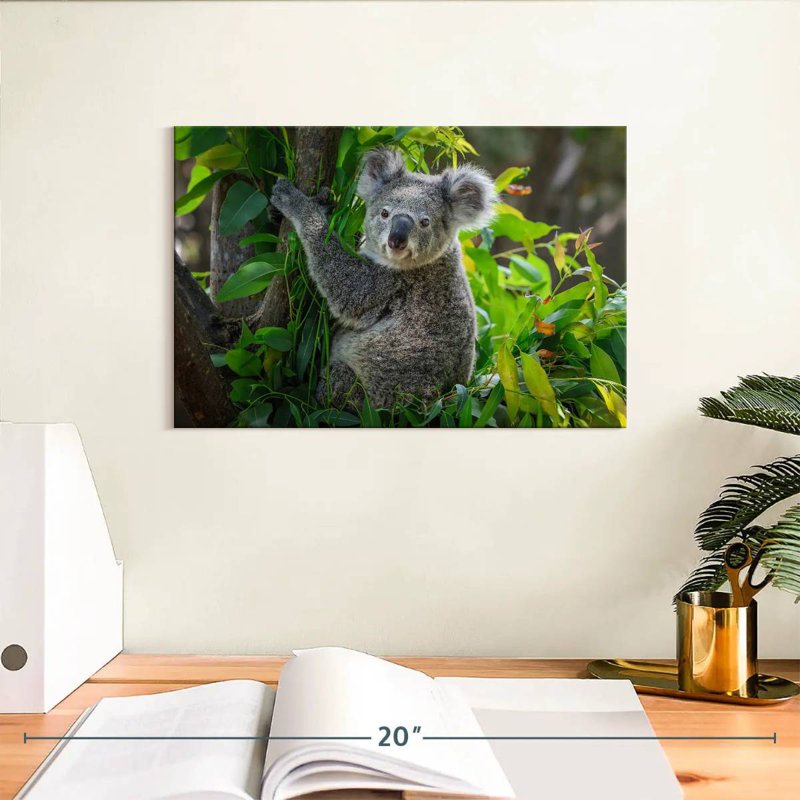 Mignon koala