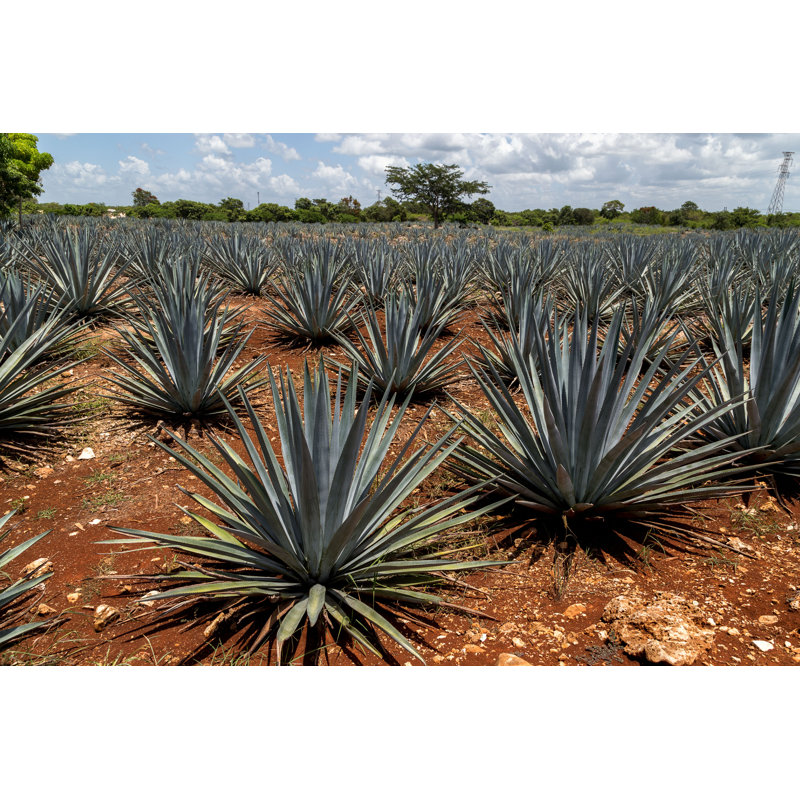 Engin Agave Plantation - Photographie sur toile tendue, H 32 po x l 48 po