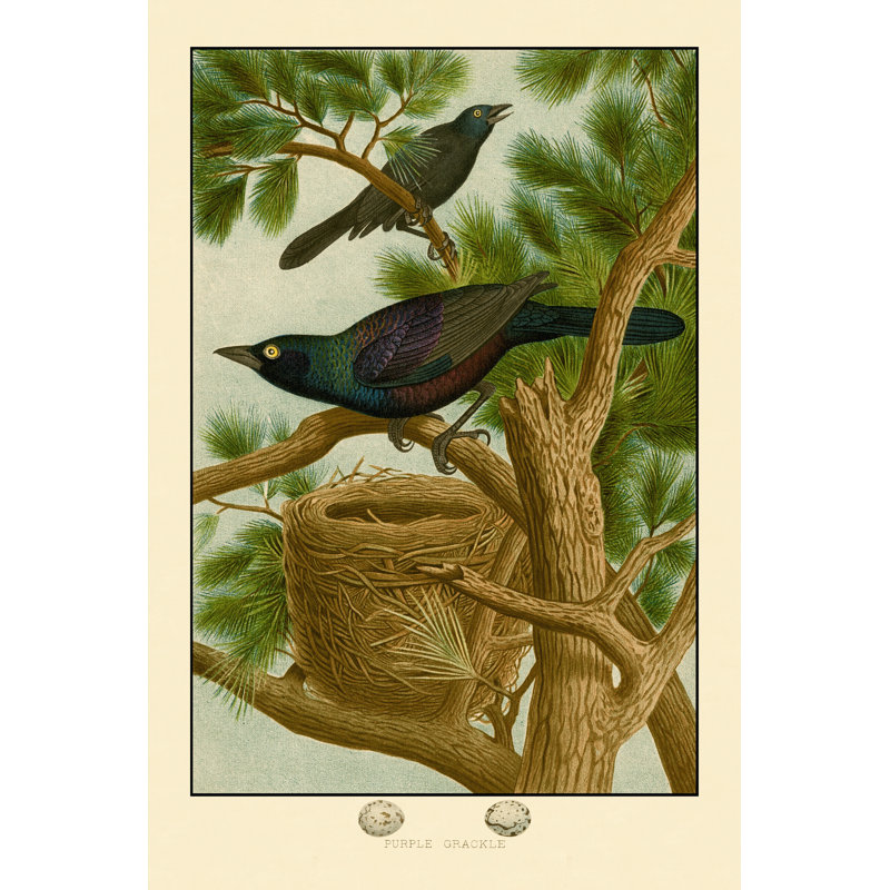 Purple Grackle (JP) - Wrapped Canvas Painting, 30cm H x 20cm W x 3.8cm D