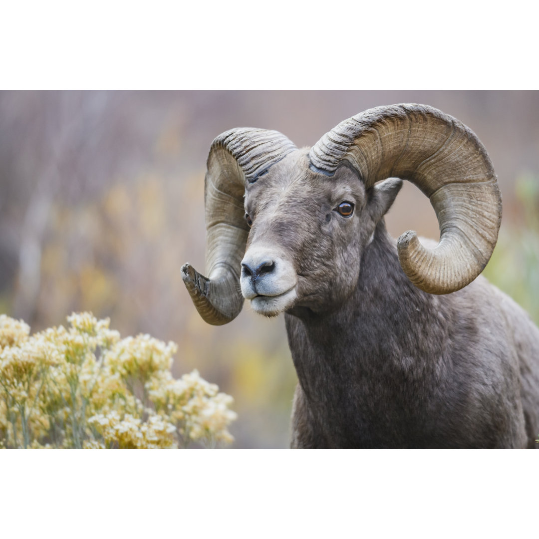 Rocky Mountain Bighorn Sheep - Druck