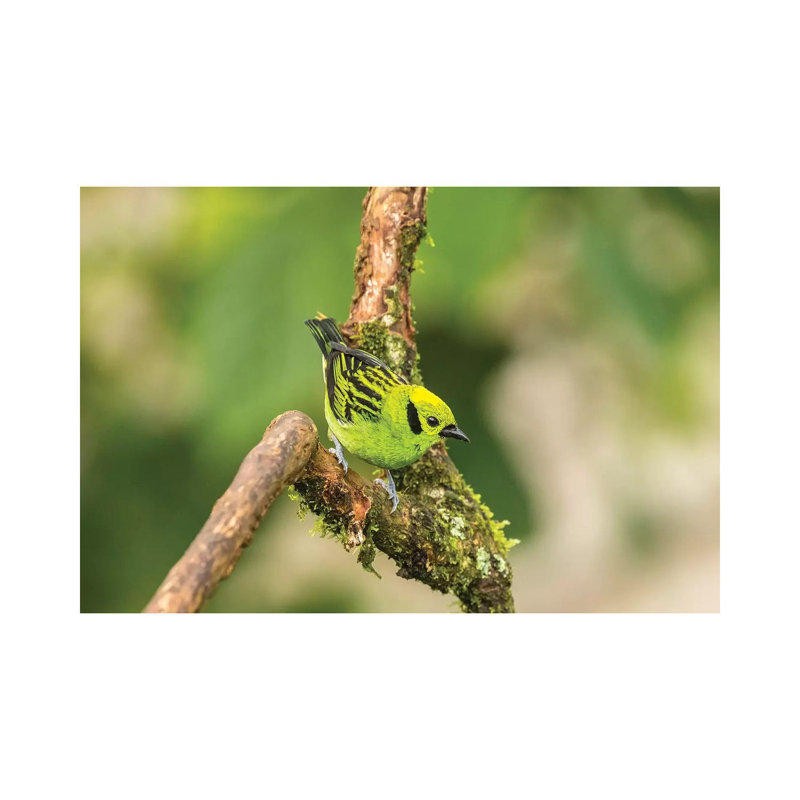 Costa Rica, La Paz River Valley. Captive Emerald Tanager in La Paz Waterfall Garden. 1 Piece Wrapped Canvas Wall Art