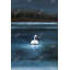 Magnifique cygne, reproduction sur toile