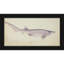 Notorynchus cépidien (NZ): Requin à sept branchies (1877)-2046459783