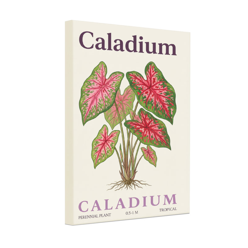 Plants & Flowers Caladium Plant With Pink And Green Leaves