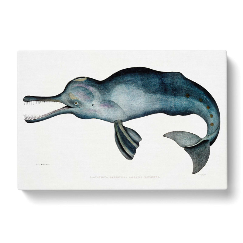 River Dolphin by John Edward Gray - Wrapped Canvas Print, 35cm H x 50cm W x 3cm D